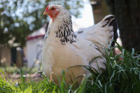 Comprehensive Guide to Poultry Vitamins - Supporting Health and Longevity in Birds